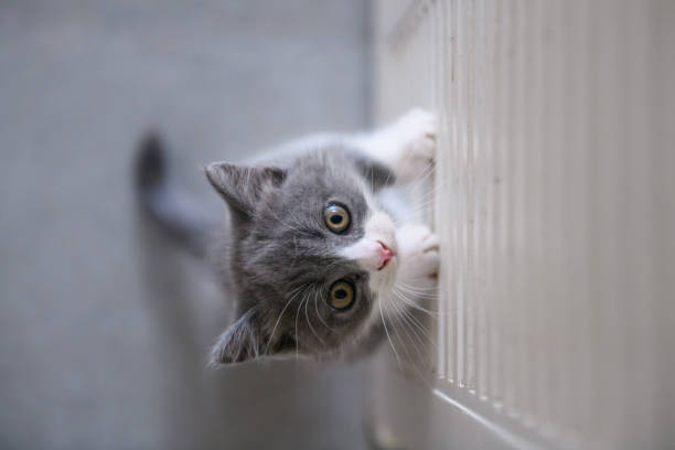 istock The lovely British cat kitten 1024674176