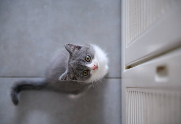 istock The lovely British cat kitten 1024674192