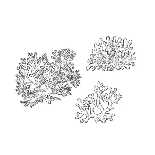 Vector illustration of Vector sketch set corals. Three types polyps monochrome outline black illustration isolated on white background for design of tourist cards logos on marine theme.