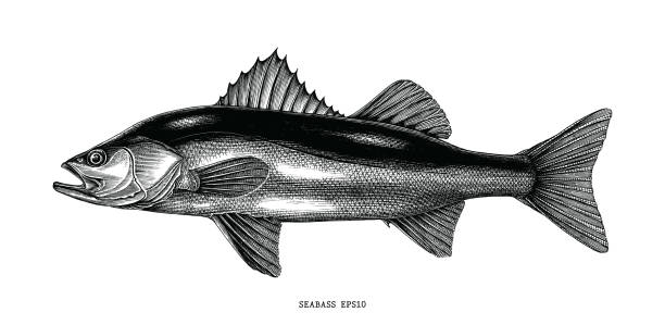 seebarsch hand zeichnen vintage clipart isoliert auf weißem hintergrund - black bass stock-grafiken, -clipart, -cartoons und -symbole