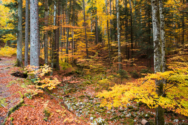 Forest Trees with Yellow and Orange Undergrowth Foliage in Autumn Forest Trees with Yellow and Orange Undergrowth Foliage in Autumn mclean county stock pictures, royalty-free photos & images