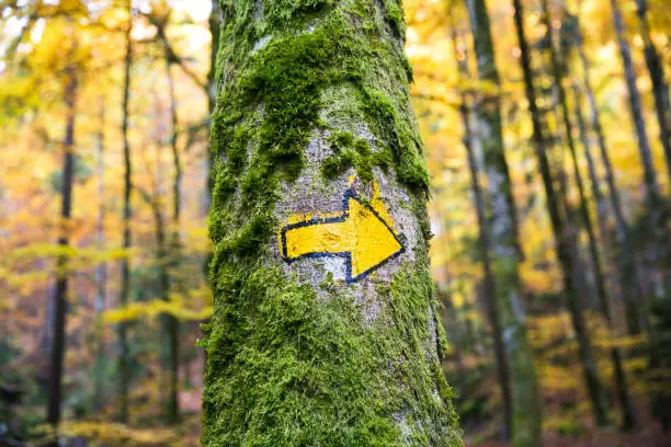 Hand Painted Hiking Trail Arrow Sign in Green and Yellow Forest Foliage