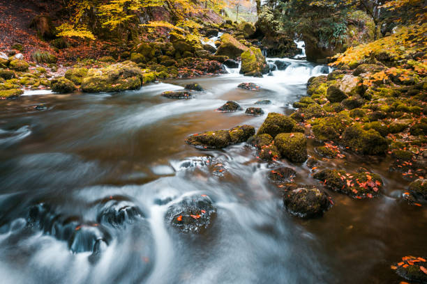 River Flowing through Mossy Rocks in Park Forest with Autumn Foliage River Flowing through Mossy Rocks in Park Forest with Autumn Foliage mclean county stock pictures, royalty-free photos & images