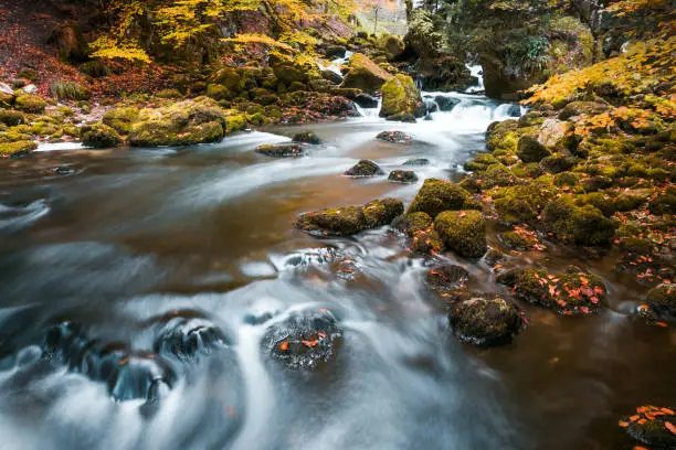River Flowing through Mossy Rocks in Park Forest with Autumn Foliage
