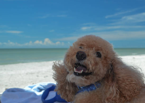 우리의 cockapoo 개 sanibel에서 하루를 즐겼다. - southern usa sand textured photography 뉴스 사진 이미지