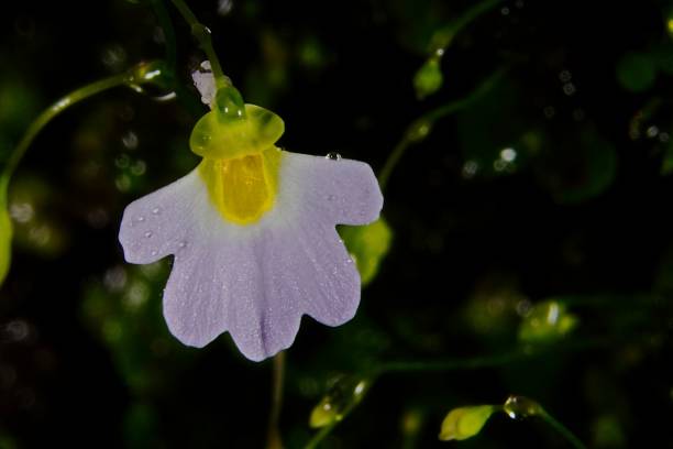 Brautiful violet flower of carnivorous plant Utricularia Striatula or Striped Bladderwort Utricularia striatula is a small carnivorous plant that belongs to the genus Utricularia. It is widespread from tropical Africa to New Guinea. U. striatula grows as a lithophyte or epiphyte on wet rocks or tree trunks at altitudes from near sea level to 3,300 m (10,827 ft).
There are around 233 species in the genus Utricularia, belonging to the Bladderwort family (Lentibulariaceae). It is the largest genus of carnivorous plants and has a worldwide distribution, being absent only from Antarctica and the oceanic islands. This genus was considered to have 250 species until Peter Taylor reduced the number to 214 in his exhaustive study, The genus Utricularia - a taxonomic monograph, published by HMSO (1989). Taylor's classification is generally accepted, though his division of the genus in two subgenera was soon seen as obsolete. Molecular genetic studies have mostly confirmed Taylor's sections with some modifications (Jobson et al., 2003), but reinstalled the division of the genus in three subgenera. utricularia stock pictures, royalty-free photos & images