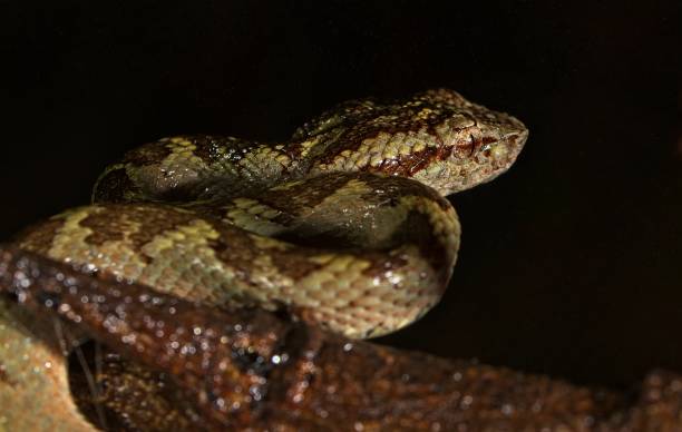 istock Malabar Pit Viper ot Trimeresurus Malabaricus at amboli 1024712976