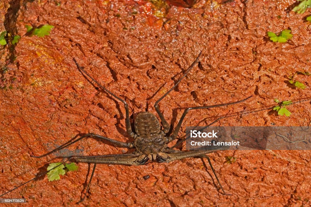 Whip Spider Or Amblypygi At Western Ghats In Goa Stock Photo - Download  Image Now - Amblypygi, Animal, Animal Wildlife - iStock