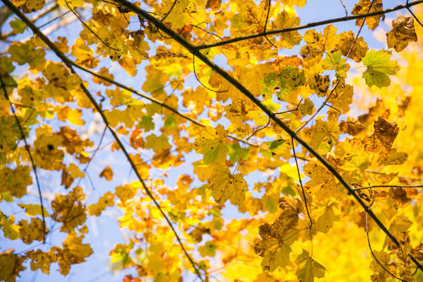 Yellow Autumn Leaves in Jura Forest on a Sunny Day Yellow Autumn Leaves in Jura Forest on a Sunny Day screen saver photos stock pictures, royalty-free photos & images