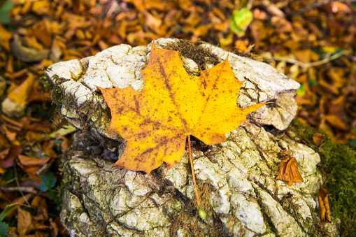 Yellow Autumn Leaves Fallen on Rocks with Autumn Foliage