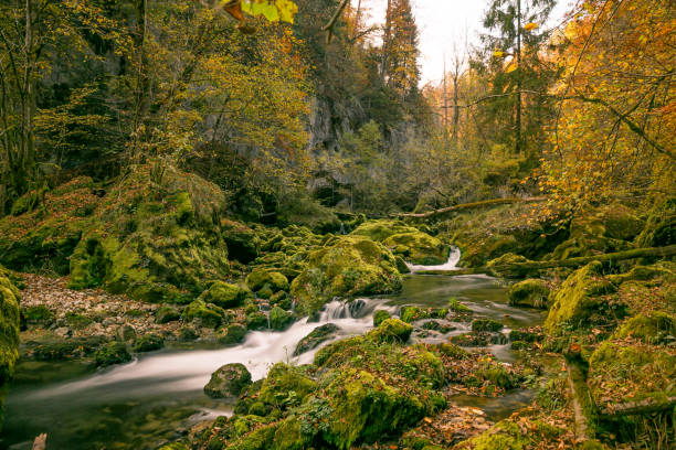 istock Water flowing in Rugged Forest with Autumn Foliage 1024716920