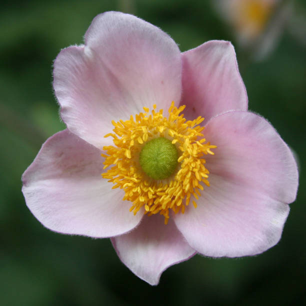istock Pink Japanese anemone flower 1024717138