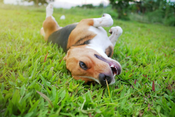 istock Playful beagle dog lying on the green grass outdoor. 1024722076