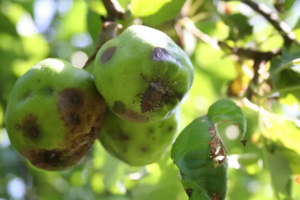 Photo of Brown Marmorated shield bug on apple fruit on tree. Halyomorpha halys