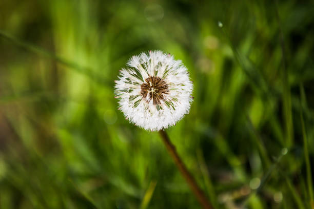istock Morning Dew on Dandelion Seeds in Green Field in Spring 1024731062