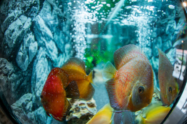 istock Cichlid fish in aquarium 1024734104