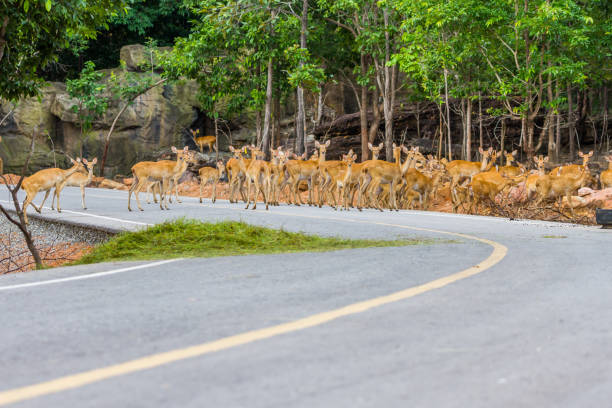 istock deer crossing the street 1024738182