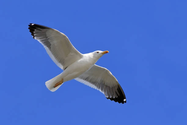 istock Larus heuglini. Seagull gracefully flies in the sky 1024743626