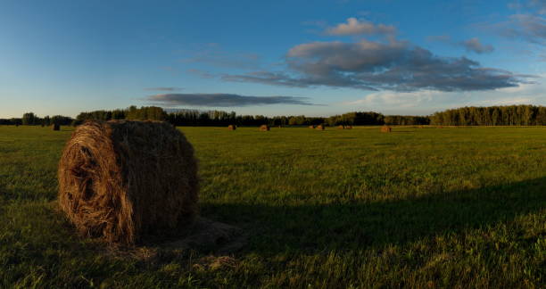 istock Sunset on the fields of Western Siberia 1024743794