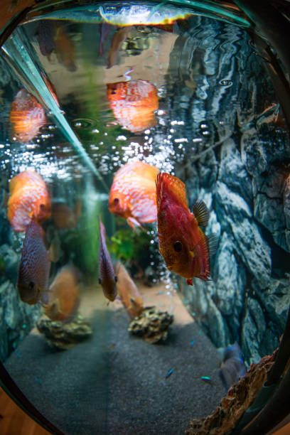 istock Cichlid fish in aquarium 1024747830