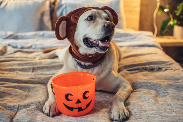 cane da orso ad halloween - candy cane foto e immagini stock