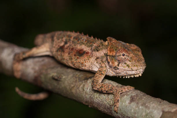 midlands anão áfrica do sul de camaleão - african dwarf frog - fotografias e filmes do acervo