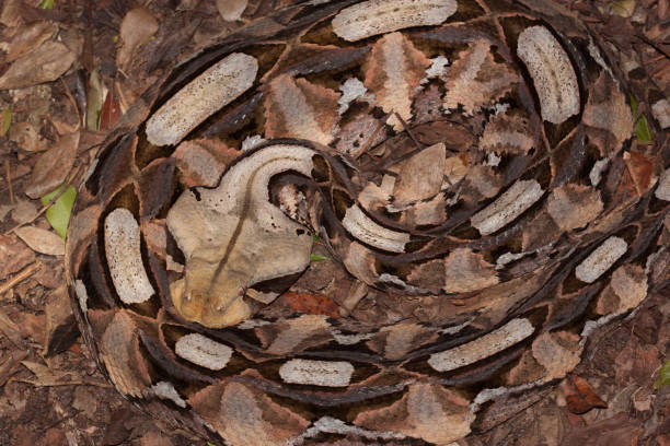 Gaboon Adder St. Lucia South Africa