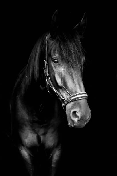 istock Black horse on black background 1024759804