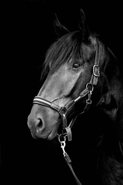 istock Black horse on black background 1024759818