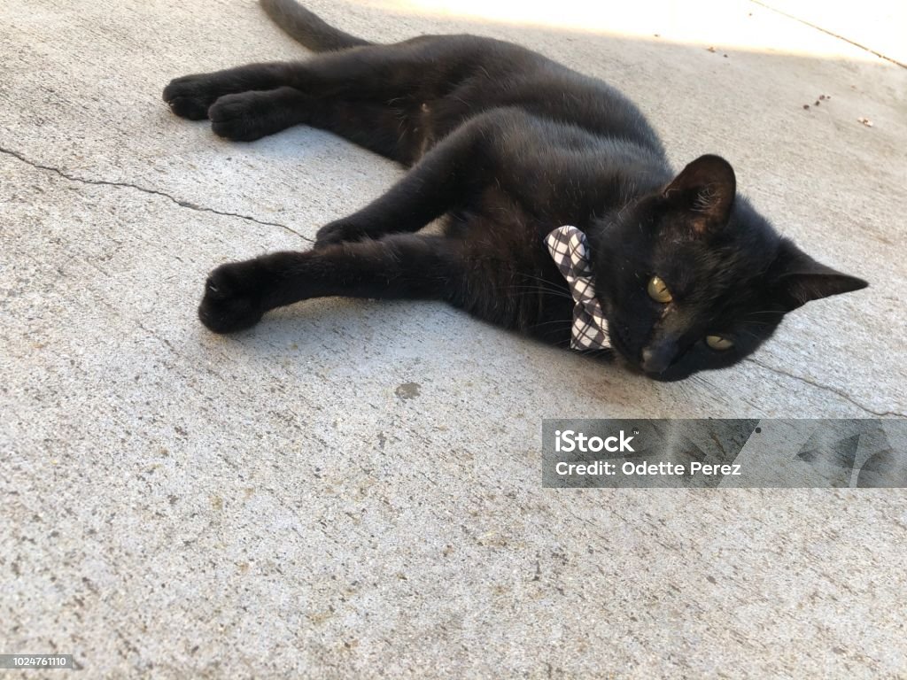 Black cat Black domestic cat Black Color Stock Photo