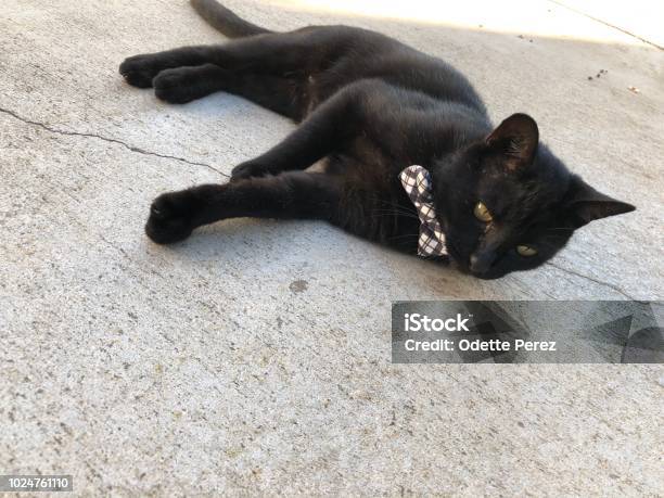 Black Cat Stock Photo - Download Image Now - Black Color, Cute, Domestic Cat