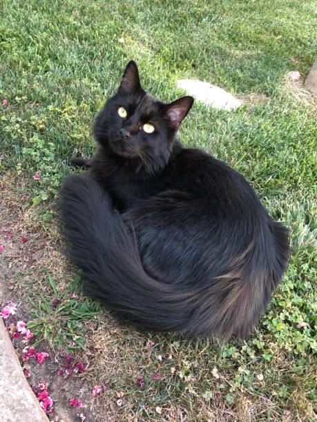 Black cat stock photo