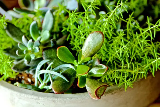 Photo of Succulent
