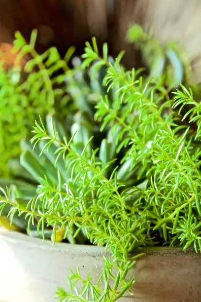 Photo of Succulent