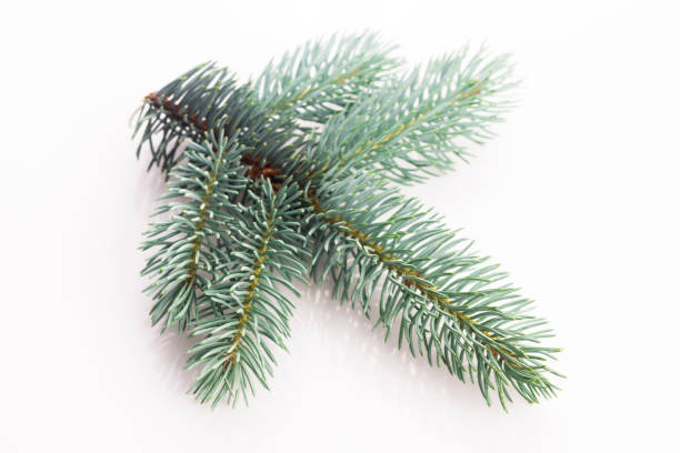 istock Blue spruce twig isolated on white, closeup view 1024764250
