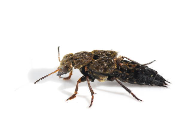 istock Rove Beetle Ontholestes tessellatus 1024764340