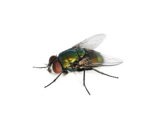 Common green bottle fly Lucilia sericata isolated on white background