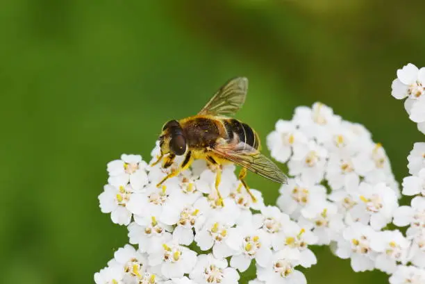 The dronefly Eristalis tenax collecting pollen in a yarrow flower