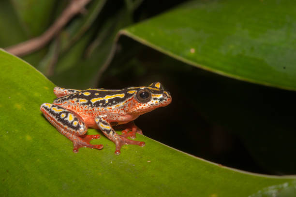 istock Painted reed Frog South Africa 1024764416