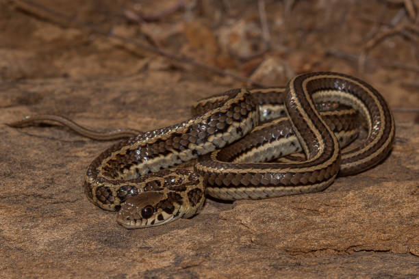 istock Skaapsterker Snake MIdlands South Africa 1024765006