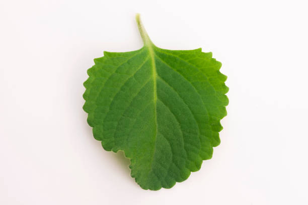 istock Plectranthus amboinicus or Mexican mint or Tiger`s ear plant 1024765254