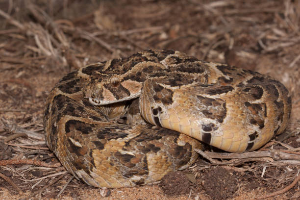 Puff Adder Snake South Africa Puff Adder Snake South Africa puff adder bitis arietans stock pictures, royalty-free photos & images