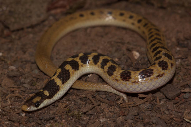 istock Jans Shovel Snouted Snake South Africa 1024770298
