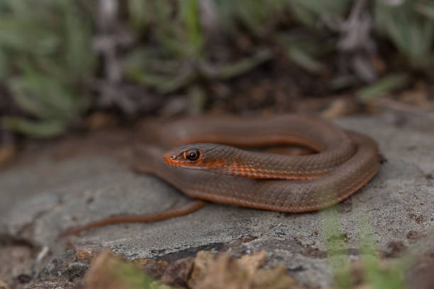 istock UNmarked Cross marked Snake South Africa 1024770342