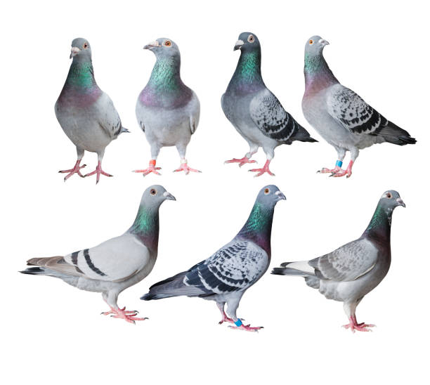 istock mixed of speed racing pigeon bird isolated white background 1024771476