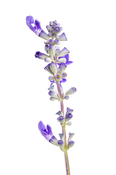 istock Lavender flower isolated on white background 1024771964