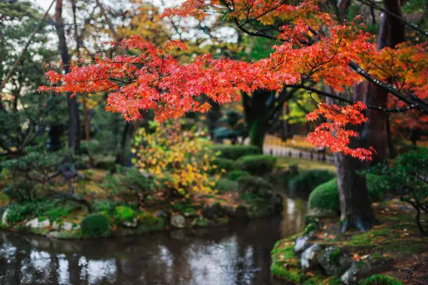 Photo of Japanese Garden in Fall Colours