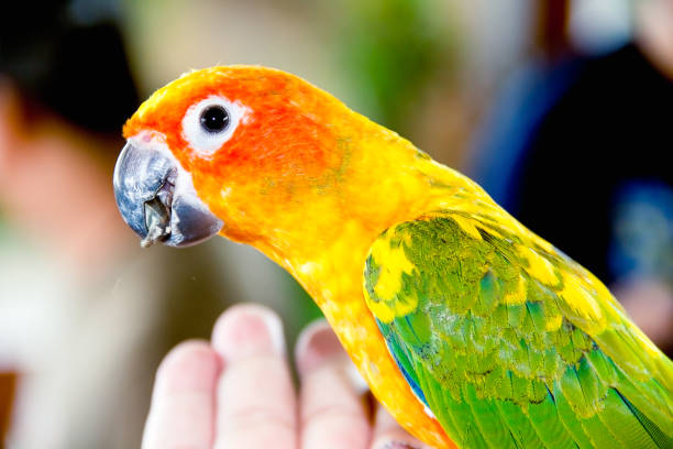istock Closeup Yellow parrot on hand 1024774422