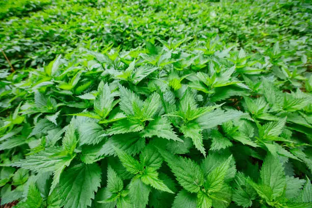 Field of lots stinging nettles (Urtica) with fresh green leaves.
