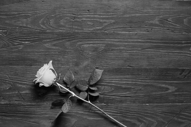 istock White rose on wooden dark background with place for textual 1024775338